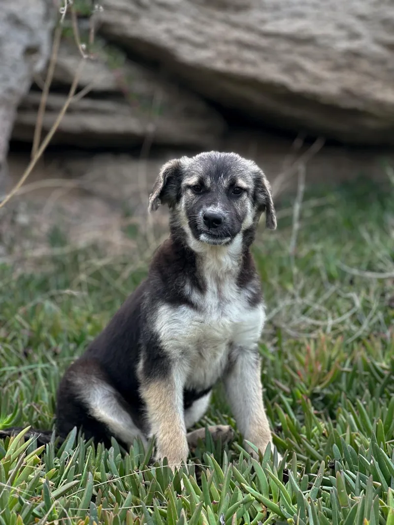 A young medium-sized female Canaan Dog dog named Abi for adoption in New York, NY