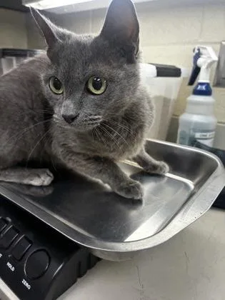 An adult small-sized female Gray / Blue / Silver Domestic Short Hair cat named Clover for adoption in Wichita, KS