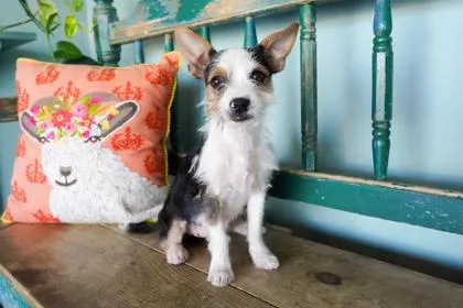 A baby small-sized female Parson Russell Terrier dog named Bijou for adoption in San Antonio, TX