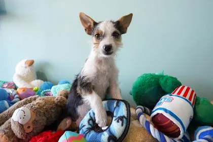 Bijou thumbnail 2