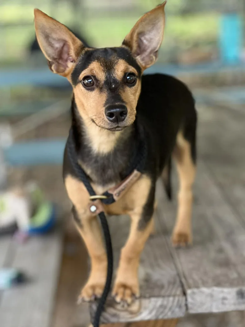 Ziggy