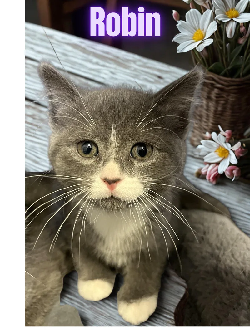 A young medium-sized female Gray & White Domestic Short Hair cat named Robin for adoption in Orleans, VT
