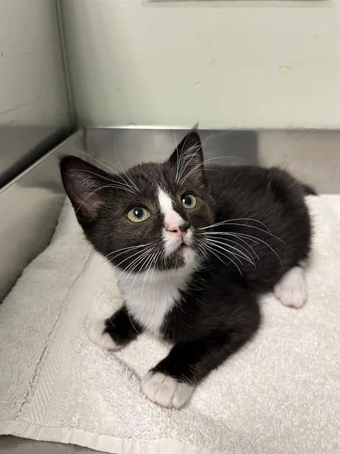 A baby small-sized female Domestic Short Hair cat named November for adoption in Santa Cruz, CA