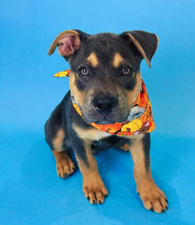 A baby medium-sized male Gray / Blue / Silver American Staffordshire Terrier dog named Cinco for adoption in Alvin, TX