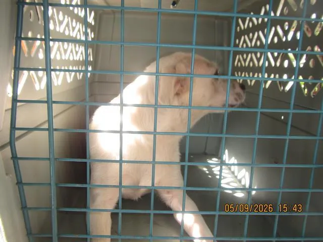 An adult small-sized female Chihuahua dog named Summer for adoption in Santa Rosa, CA