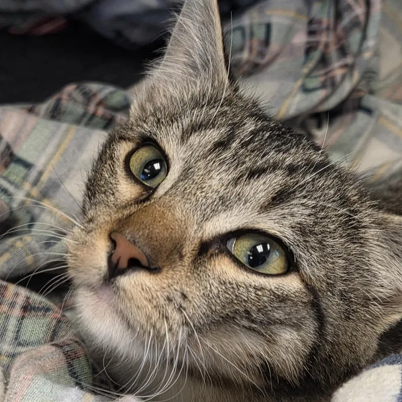 A baby medium-sized male Domestic Short Hair cat named Ari for adoption in Durango, CO