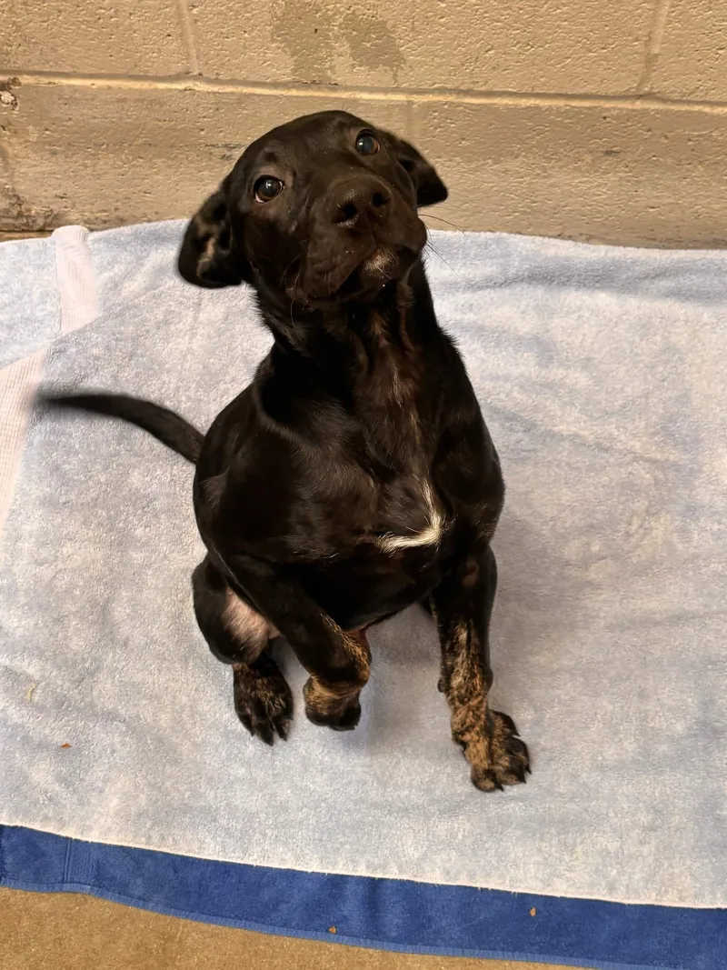 A baby medium-sized female Brindle Mixed Breed dog named Jill for adoption in Collierville, TN