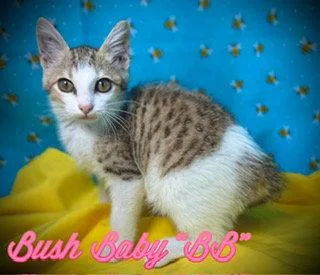 A young medium-sized female Domestic Short Hair cat named Bush Baby for adoption in Pleasanton, TX