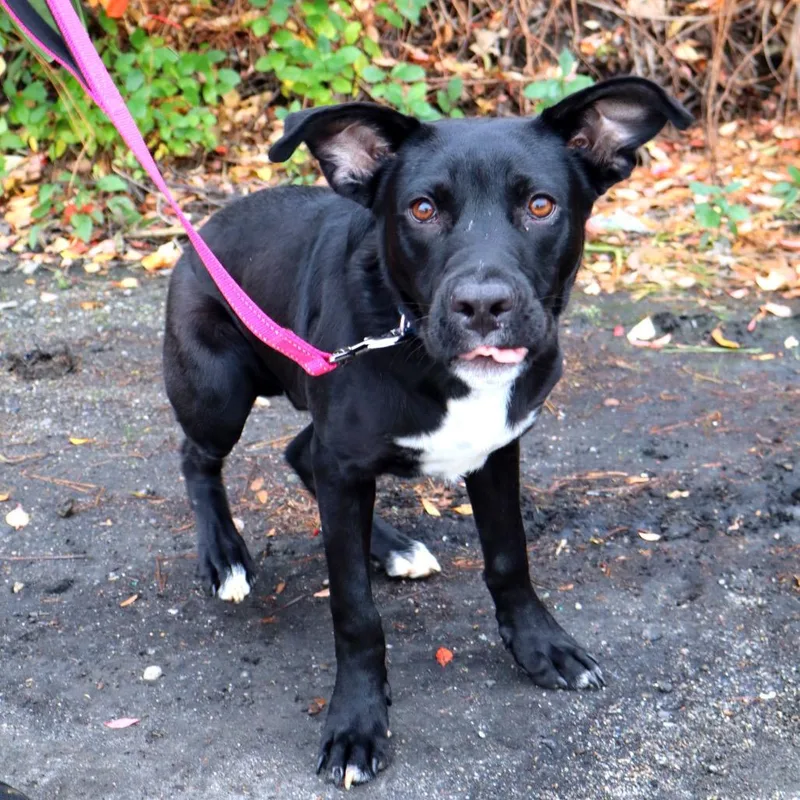 A young medium-sized male Black Mixed Breed dog named Ramsey for adoption in Warwick, RI
