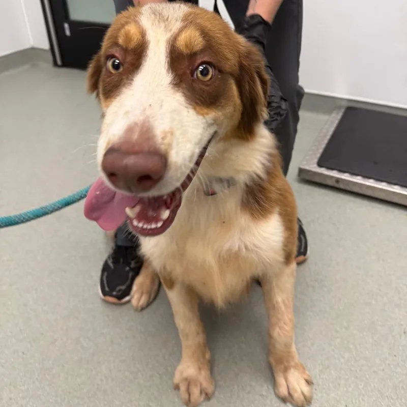A young medium-sized male Australian Shepherd dog named Murph for adoption in Abilene, TX