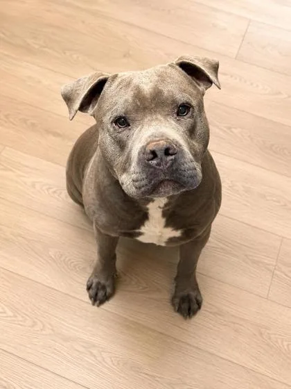 An adult large-sized male Pit Bull Terrier dog named Pety for adoption in Bowling Green, KY