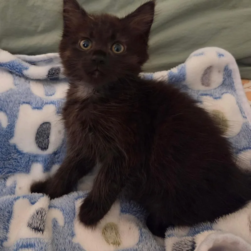 A baby small-sized female Black Domestic Long Hair cat named Frances for adoption in Lexington, KY