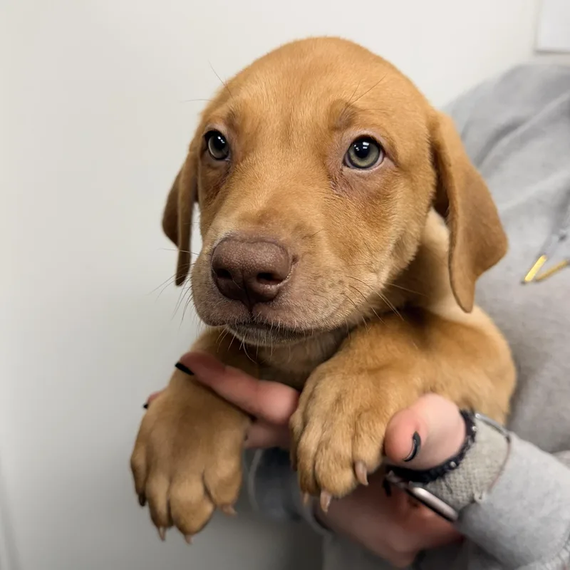 A baby medium-sized male American Staffordshire Terrier dog named Wheat for adoption in Henderson, NV