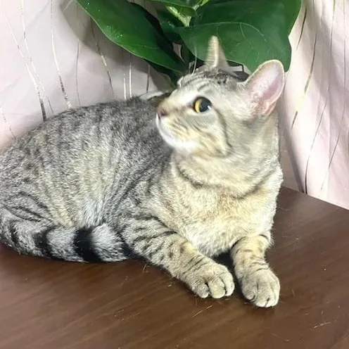 A young medium-sized female Domestic Short Hair cat named Moshi for adoption in Long Beach, MS