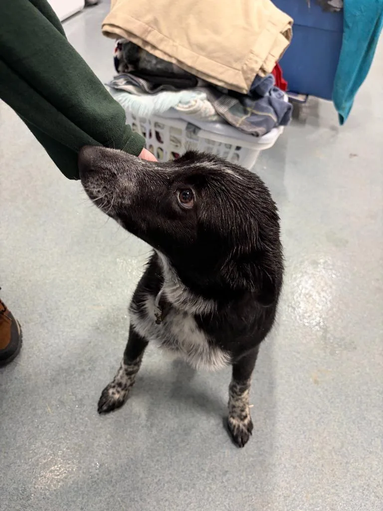 A young medium-sized male Australian Cattle Dog / Blue Heeler dog named Bailey for adoption in Portland, IN