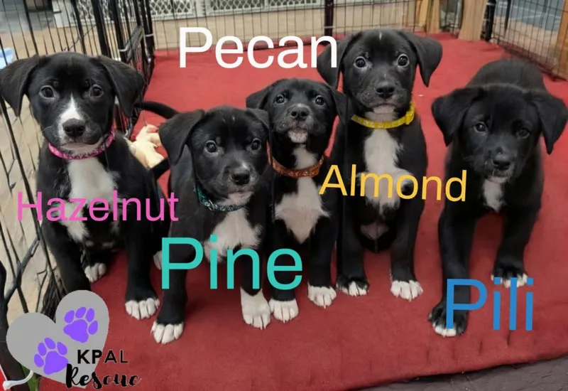 A baby large-sized female Tricolor (Brown, Black, & White) Mixed Breed dog named Pecan Nuts Litter for adoption in Kenai, AK