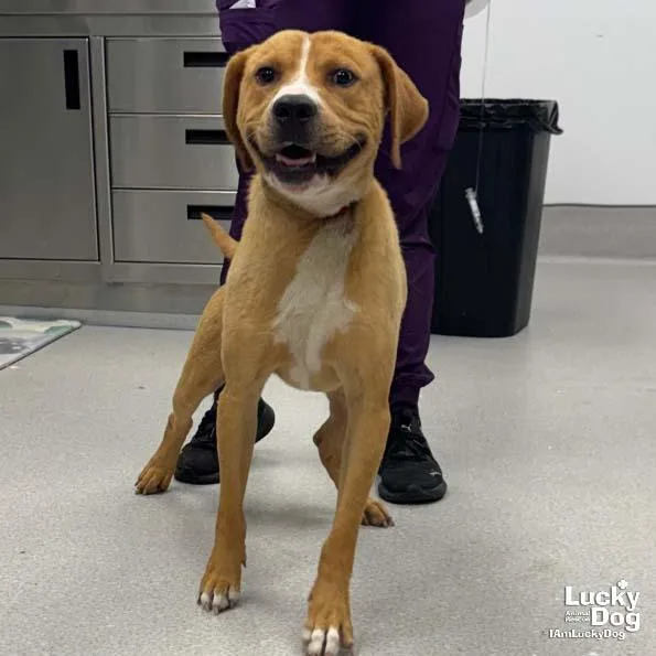 A young medium-sized male Labrador Retriever dog named Woody for adoption in Washington, DC