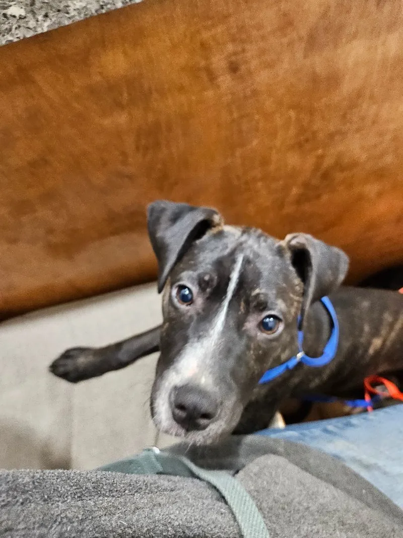 A baby medium-sized female Brindle American Staffordshire Terrier dog named Raven for adoption in St. George, SC