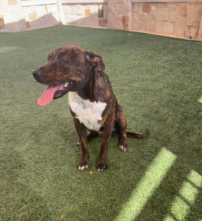 A young large-sized male Boxer dog named Rufus for adoption in Seguin, TX