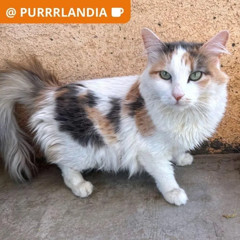 An adult medium-sized female Domestic Long Hair cat named Princess Lea for adoption in Los Angeles, CA
