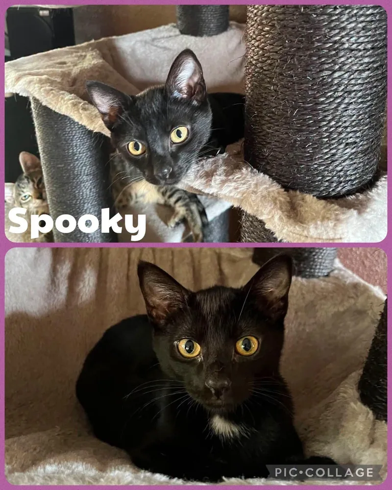 A baby small-sized female Domestic Short Hair cat named Spooky for adoption in Newberg, OR