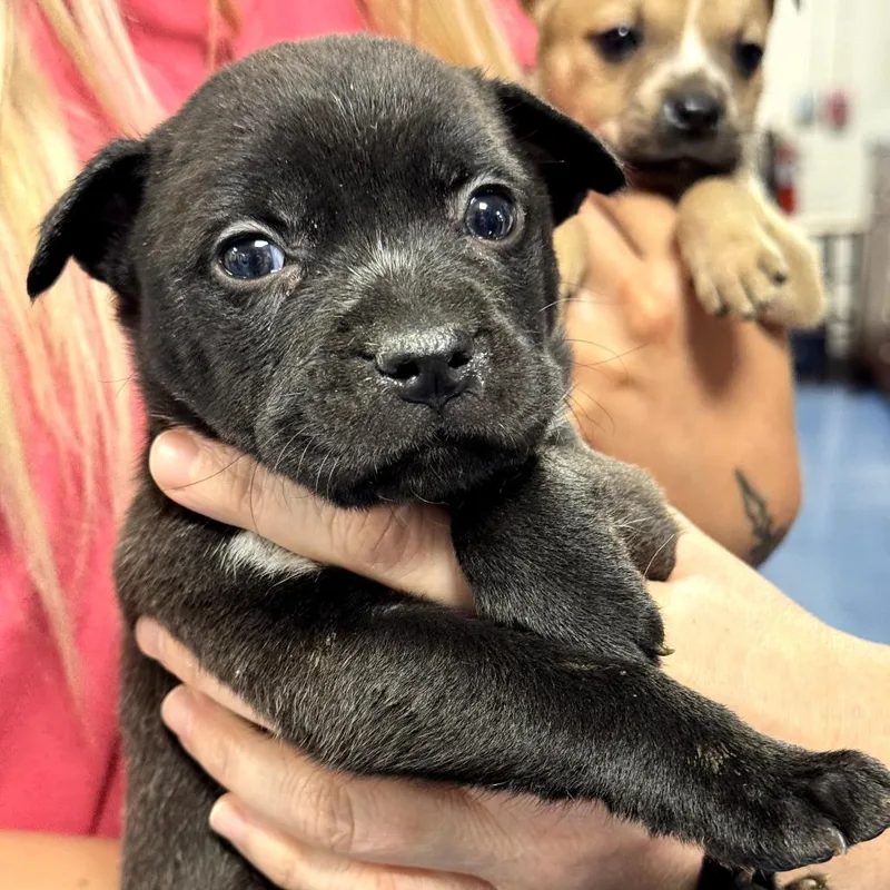 A baby small-sized male Black Mixed Breed dog named Topaz for adoption in Gainesville, FL