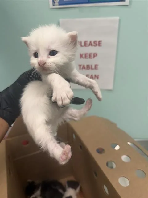 A baby small-sized male Domestic Short Hair cat named Cassie for adoption in Dallas, TX