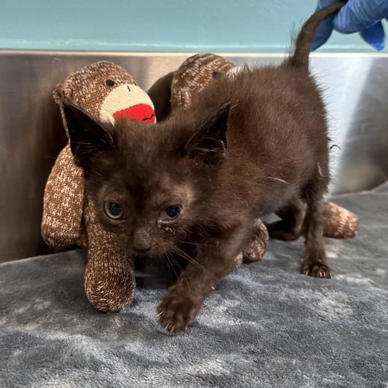 A baby small-sized male Black Domestic Short Hair cat named Minimuffin for adoption in Mount Vernon, IN