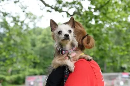 A senior small-sized female Mixed Breed dog named Giselle for adoption in West Chester, PA