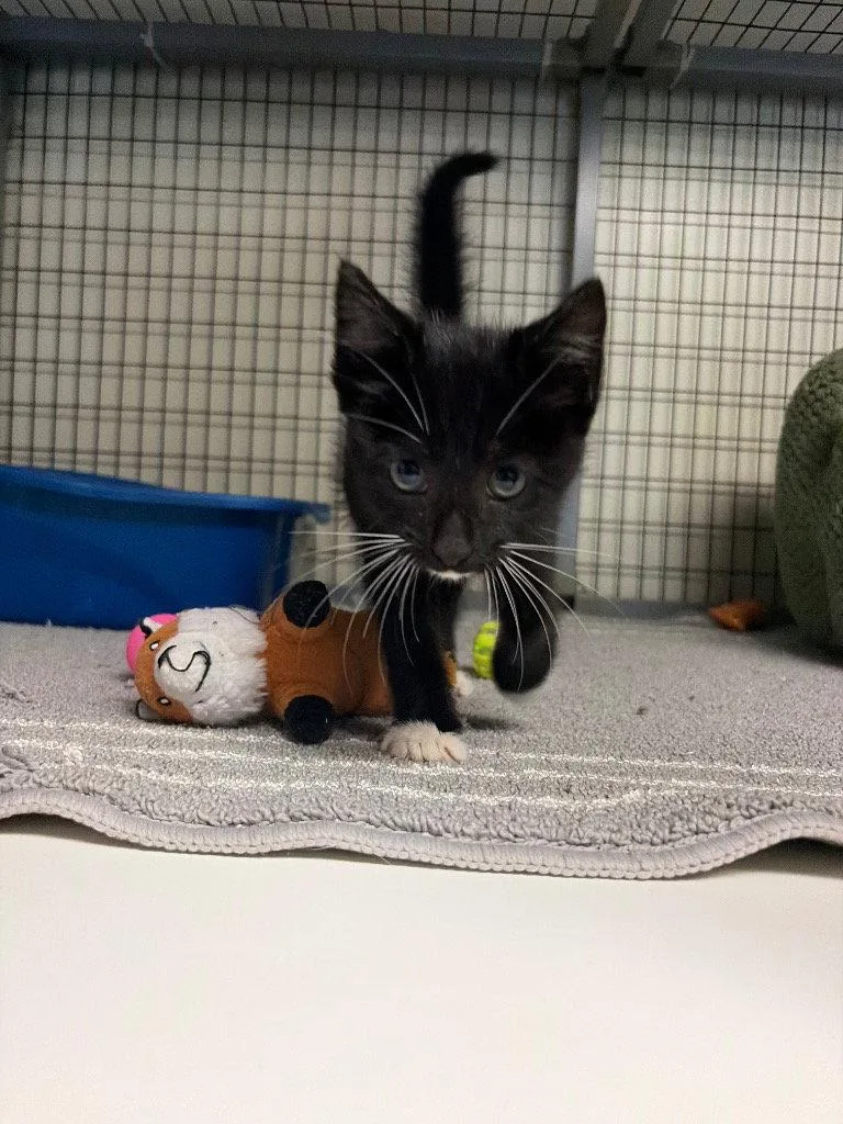 A baby small-sized male Black & White / Tuxedo Domestic Short Hair cat named Eli for adoption in Lovingston, VA