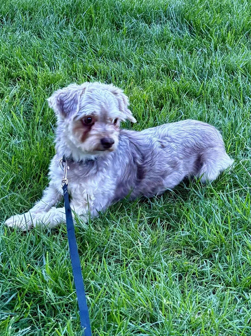 An adult small-sized male Havanese dog named Avery for adoption in Alexandria, KY