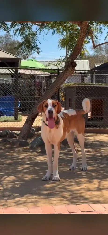 A young large-sized male Tricolor (Brown, Black, & White) Great Dane dog named Elvis for adoption in San Diego, CA