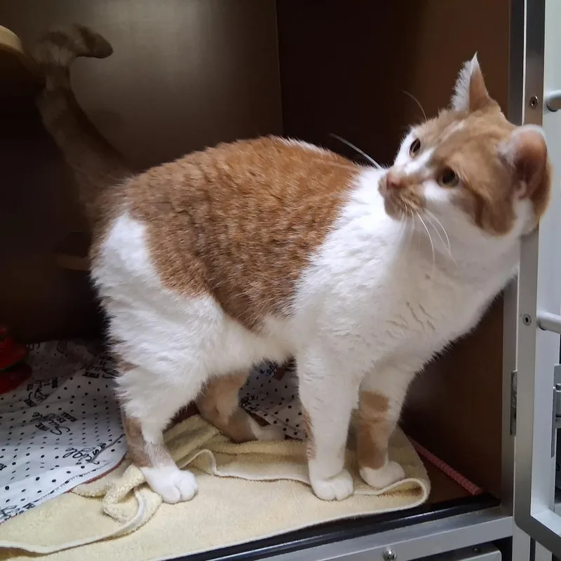 Butterball thumbnail 3