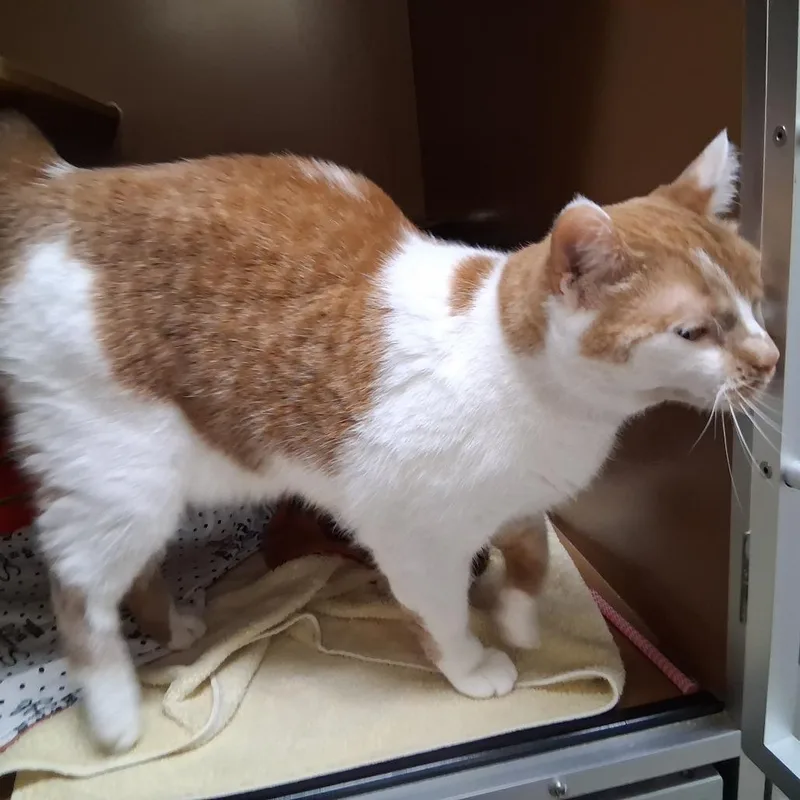 Butterball thumbnail 4