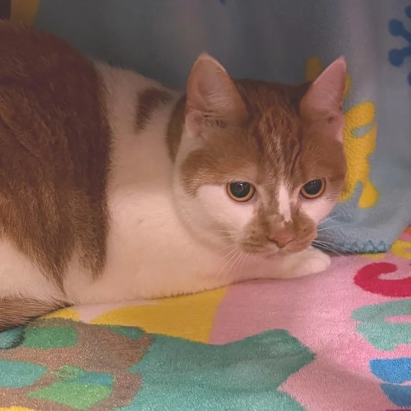 Butterball thumbnail 6