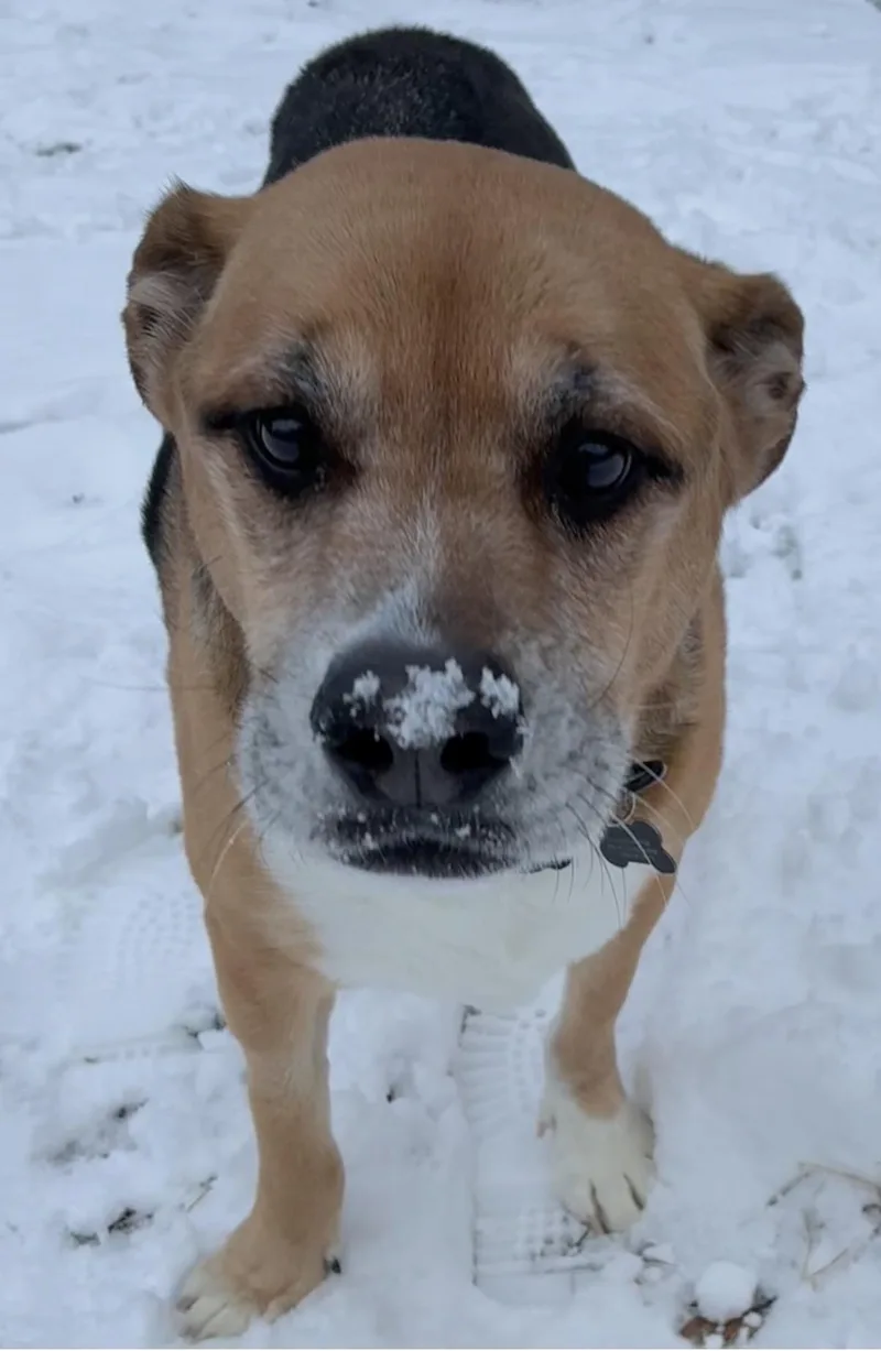 A senior medium-sized male German Shepherd Dog dog named Leo for adoption in Whitewater, WI