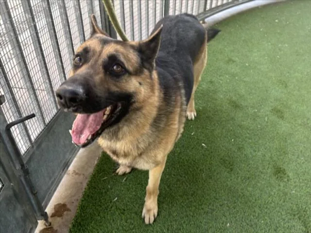 A young large-sized male German Shepherd Dog dog named Alpha for adoption in Van Nuys, CA