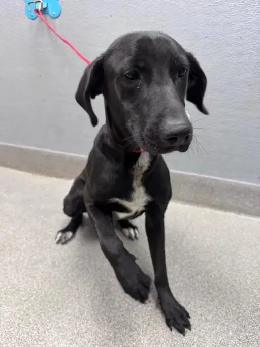 A young large-sized male Labrador Retriever dog named Maverick for adoption in Las Vegas, NV
