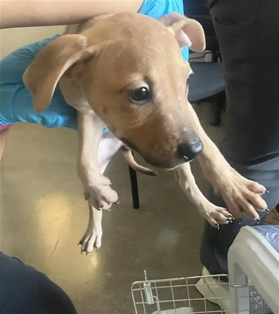 A baby small-sized female Labrador Retriever dog named Copperella for adoption in San Antonio, TX