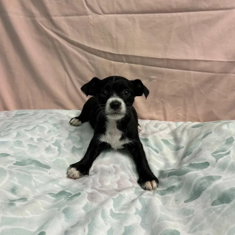 A baby small-sized female Black Terrier dog named Nova for adoption in Fresno, CA