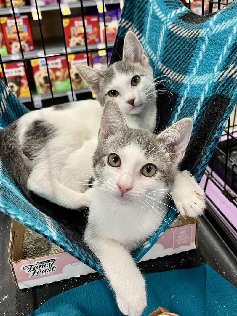 A baby small-sized female Gray & White Domestic Short Hair cat named Jettie and Ace for adoption in Schertz, TX