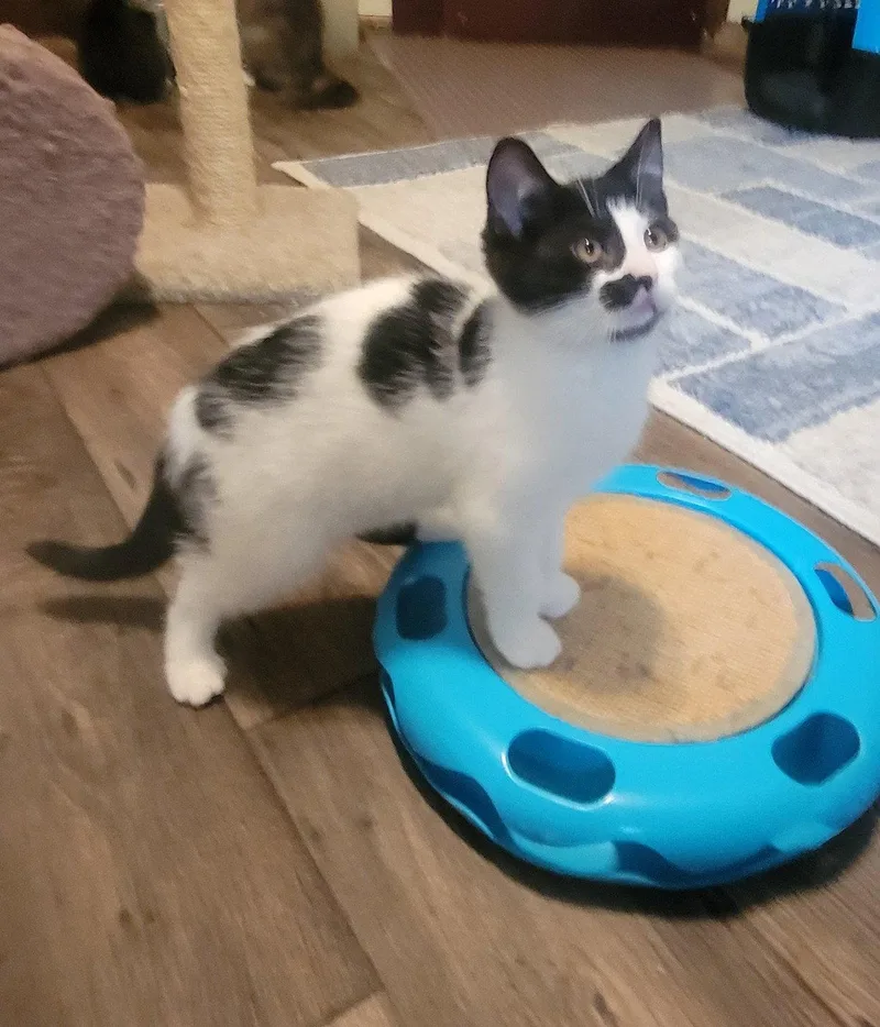Fidget