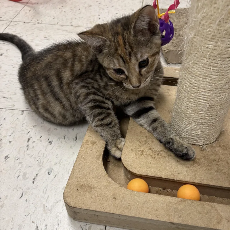 A baby small-sized female Domestic Short Hair cat named Sedona for adoption in North Arlington, NJ