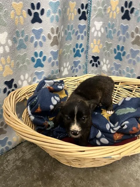 A baby small-sized female Chihuahua dog named Michelle for adoption in Rosenberg, TX
