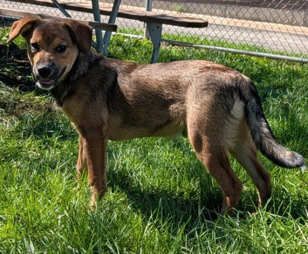 A baby medium-sized male Australian Cattle Dog / Blue Heeler dog named Freddy for adoption in Yorkville, IL