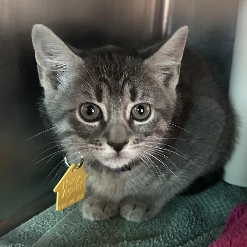 A baby small-sized female Gray / Blue / Silver Domestic Short Hair cat named You There for adoption in Springfield, MA