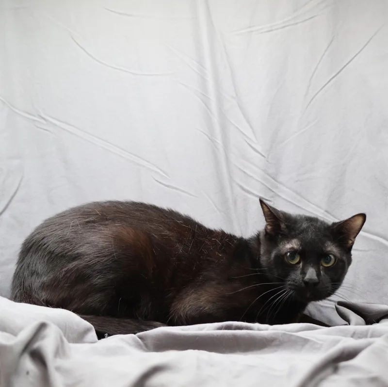 A young large-sized male Bombay cat named Tom for adoption in Appling, GA