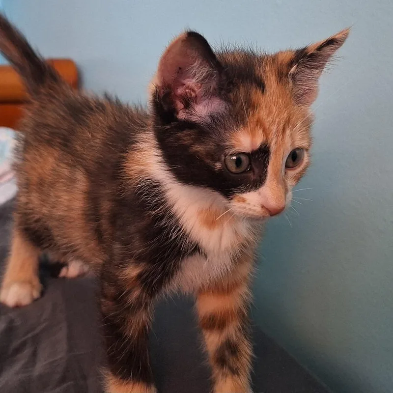 A young small-sized female Calico Domestic Short Hair cat named Magnolia Aka Mini Wheat for adoption in Grantsville, UT