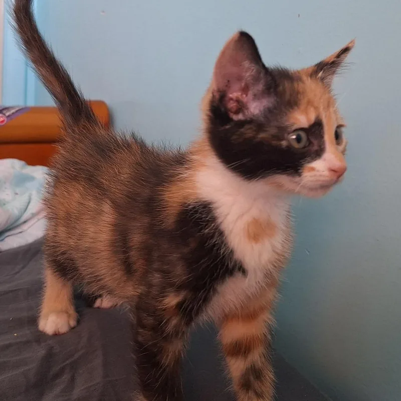 Magnolia Aka Mini Wheat thumbnail 2