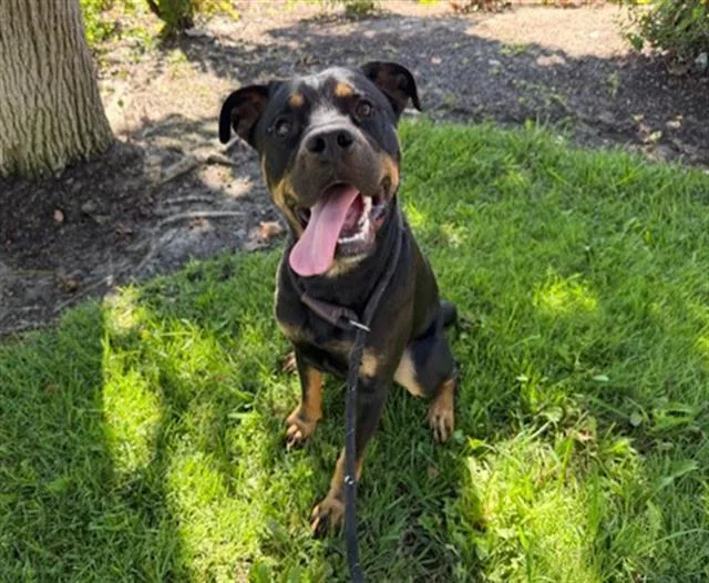 A young large-sized male Rottweiler dog named Grizz for adoption in Antioch, CA